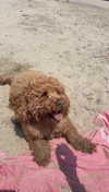 cclaire.bbear1 Altpins Profile Picture
