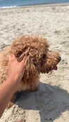 cclaire.bbear1 Altpins Profile Picture