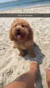 cclaire.bbear1 Altpins Profile Picture
