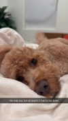 cclaire.bbear1 Altpins Profile Picture