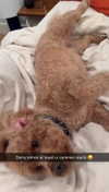 cclaire.bbear1 Altpins Profile Picture
