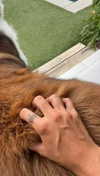 cclaire.bbear1 Altpins Profile Picture