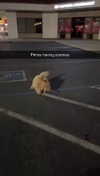 cclaire.bbear1 Altpins Profile Picture