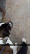 cclaire.bbear1 Altpins Profile Picture