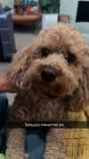 cclaire.bbear1 Altpins Profile Picture
