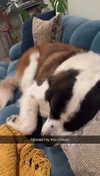 cclaire.bbear1 Altpins Profile Picture