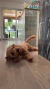 cclaire.bbear1 Altpins Profile Picture