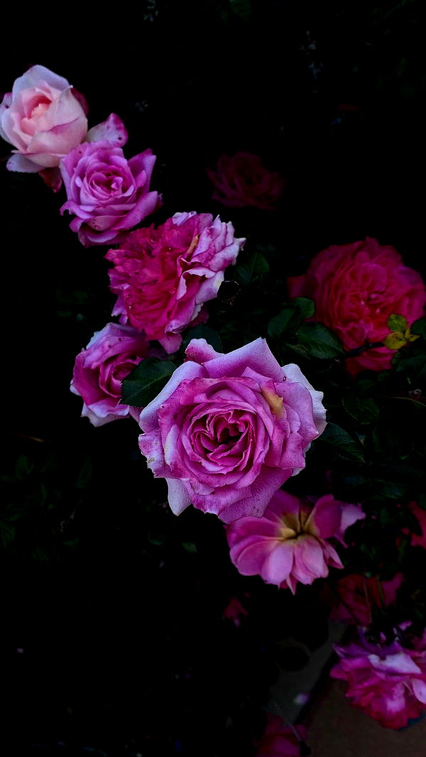 dustheadd archive video preview