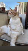 lotembar Altpins Profile Picture