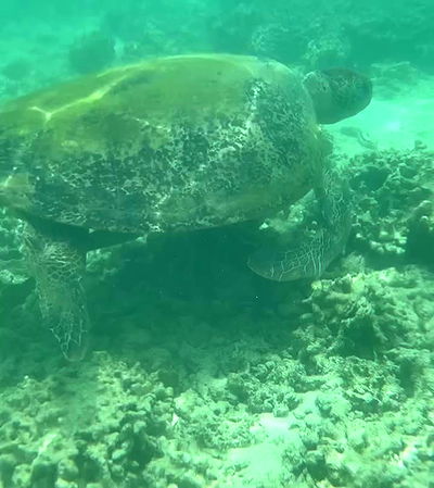 kesemgreenyer kesemgreenyer archive video