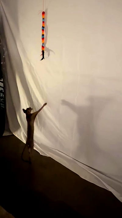 zommmbri zommmbri archive video