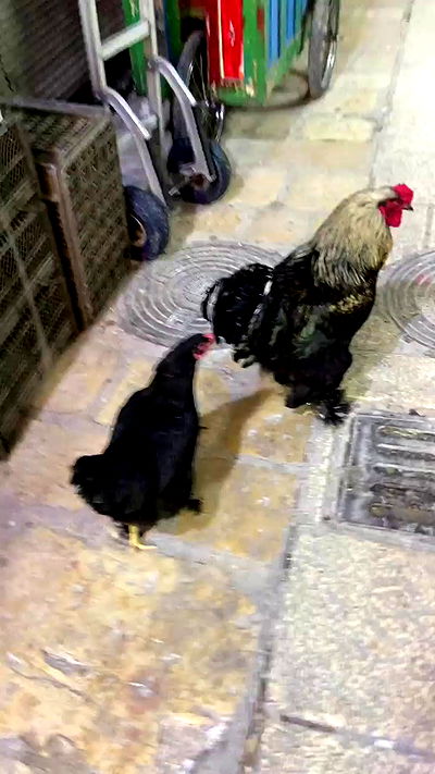 _femalien _femalien archive video