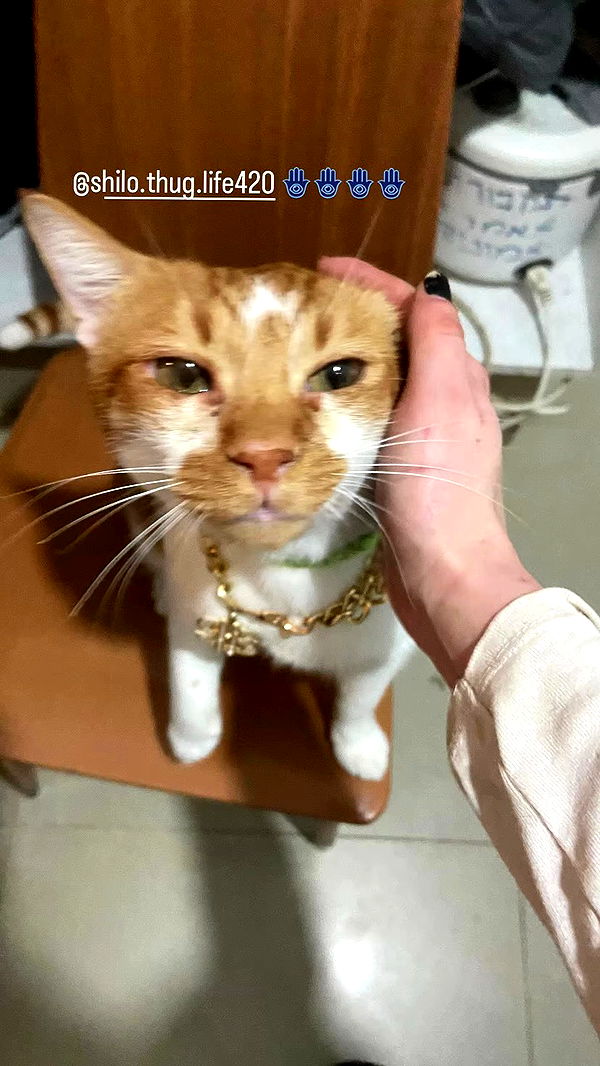 feelbetterinmysweater archive video preview