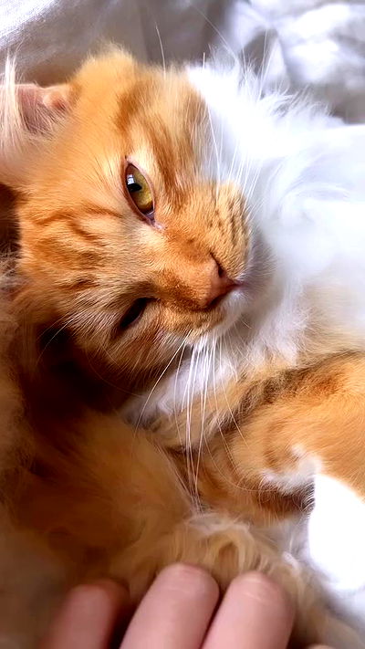 iheartpidge iheartpidge archive video