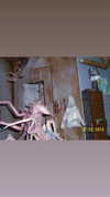 beetle_plex Altpins Profile Picture