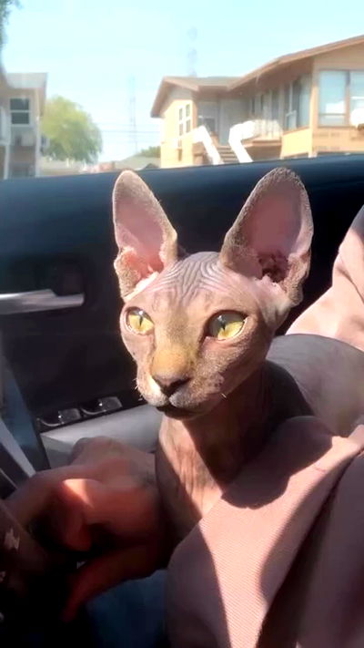 zommmbri zommmbri archive video