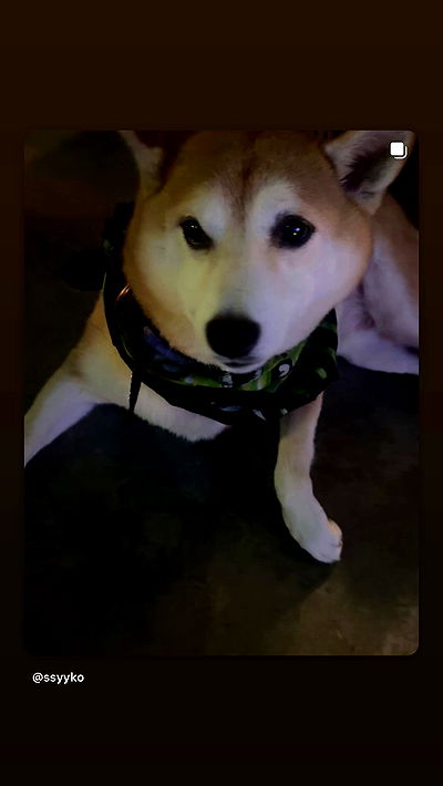 zommmbri zommmbri archive video