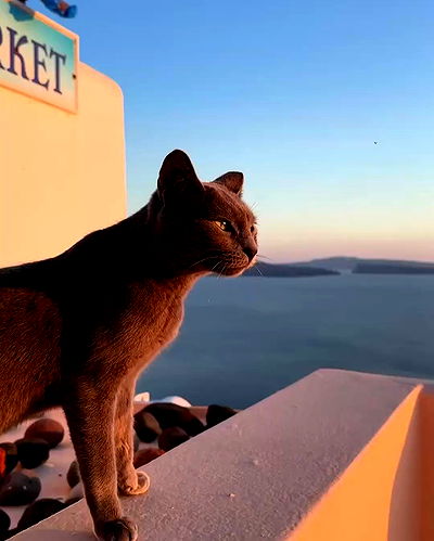 lapatronaz lapatronaz archive video