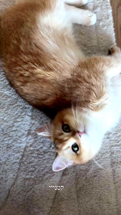 itsilanosh itsilanosh archive video