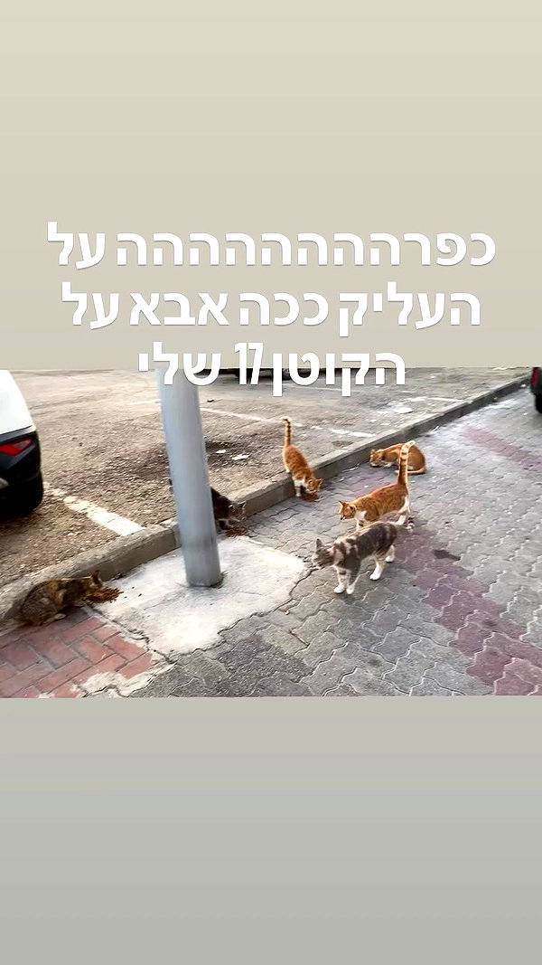 osher_yakir archive video preview