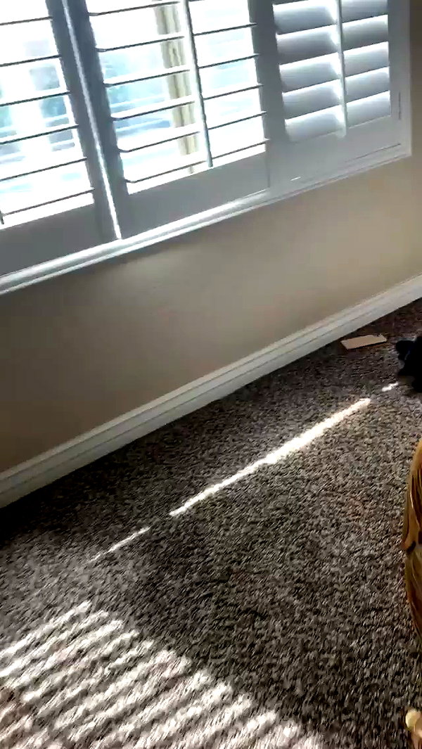 jailyneojeda archive video preview