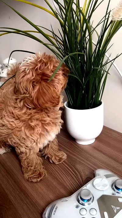 onlykrisssty onlykrisssty archive video