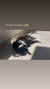 sydney_melman Altpins Profile Picture