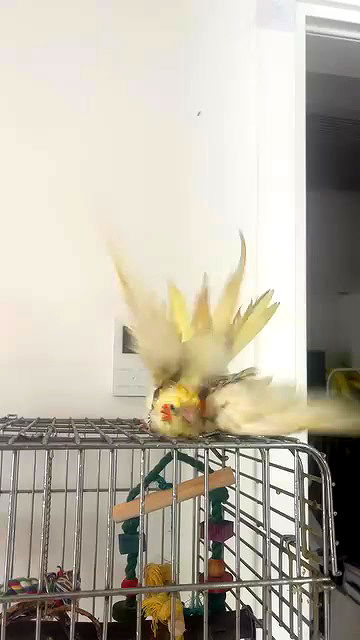 tinapavlov.sky archive video preview