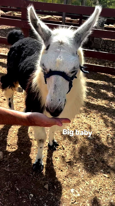 hellokittyangel666 hellokittyangel666 archive video