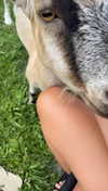 corinnakopf Altpins Profile Picture