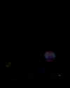 daniellep___ Altpins Profile Picture