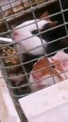 la.vica_ Altpins Profile Picture