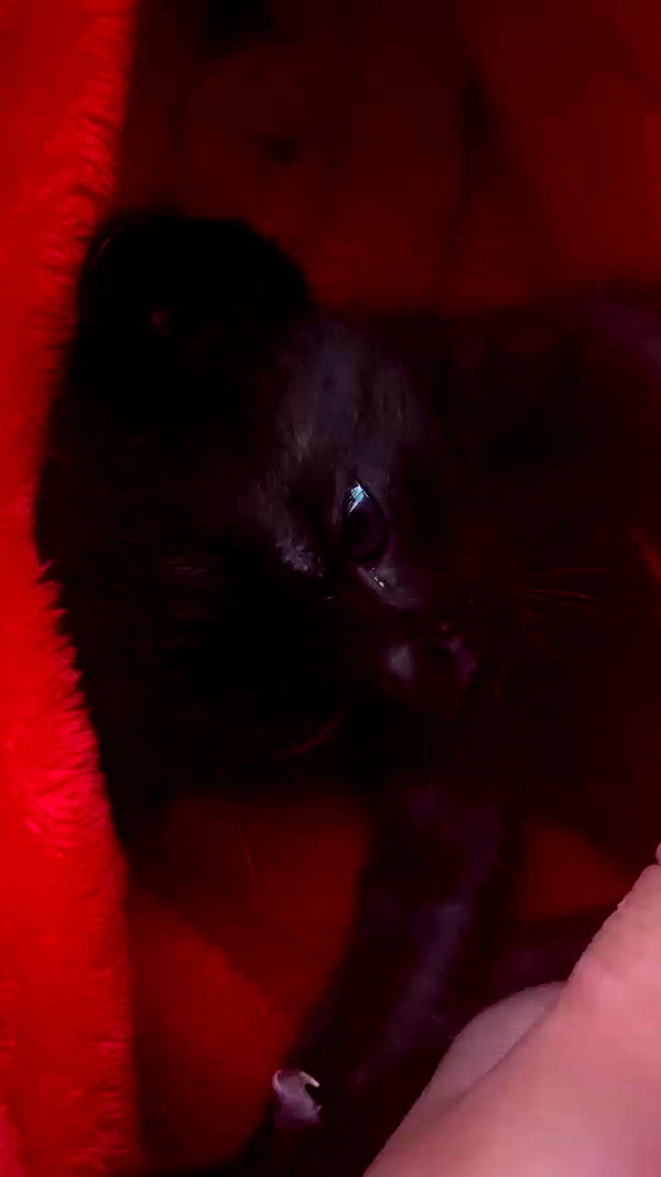 rebecka_tsadok archive video preview