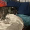 dakotabell05 Altpins Profile Picture