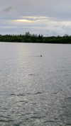 shirin_danin Altpins Profile Picture