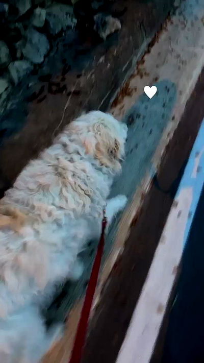 bakedsloths bakedsloths archive video