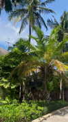 noa_mendel_ Altpins Profile Picture