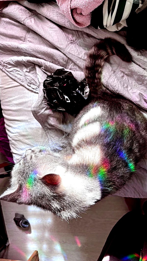 natahalieeee archive video preview