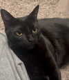 itshannahowo Altpins Profile Picture