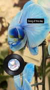 zz.eazoning Altpins Profile Picture