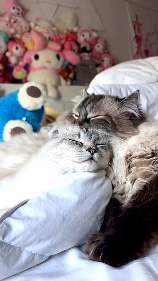 tiffanobi archive video preview