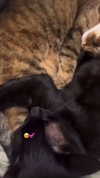 sbt__00 Altpins Profile Picture
