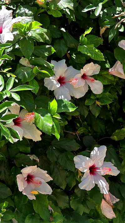 avital_1010.2003 avital_1010.2003 archive video