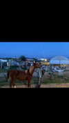 carinadas1lva Altpins Profile Picture
