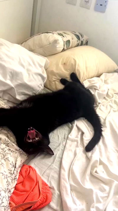 hellokittyangel666 hellokittyangel666 archive video