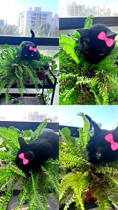 hellokittyangel666 hellokittyangel666 archive video