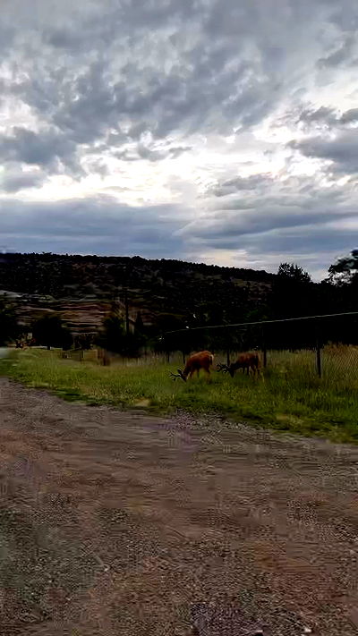 zommmbri zommmbri archive video