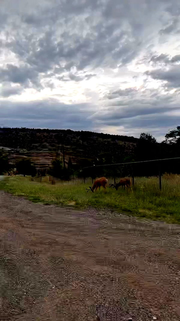 zommmbri archive video preview