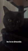 charleygrayyy Altpins Profile Picture