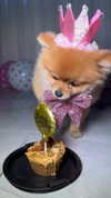 diana_tal_ Altpins Profile Picture